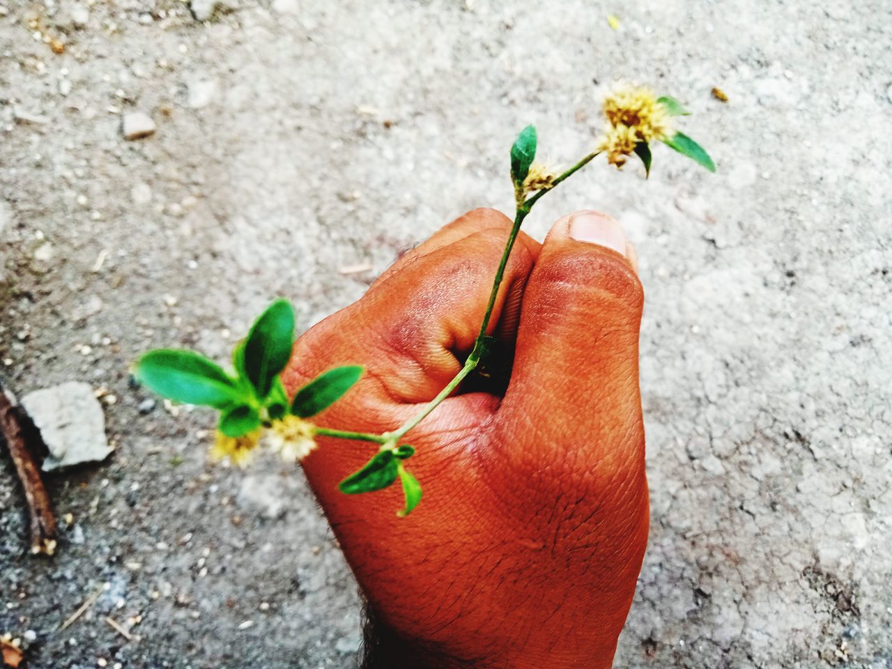 CLOSE-UP OF PERSON HOLDING PLANT