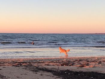 Dog running on the beach