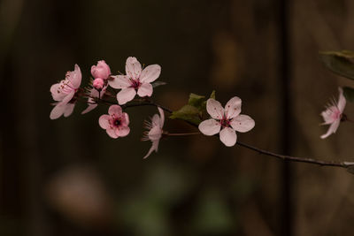 Close-up of pink flowers blooming outdoors