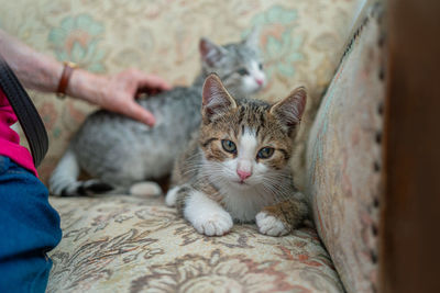 Portrait of cat with kitten