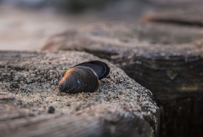 Seashell on tree stump at beach