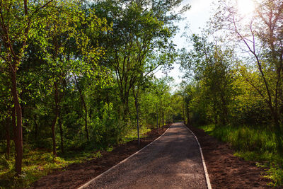 Empty road amidst trees