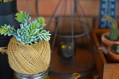 High angle view of potted plants on table