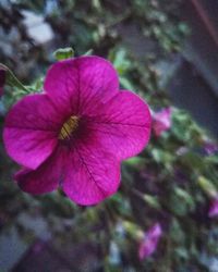 Close-up of pink flower