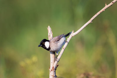 Close-up of bird perching on branch