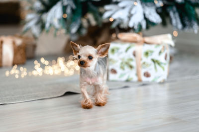 Little dog near christmas decor 