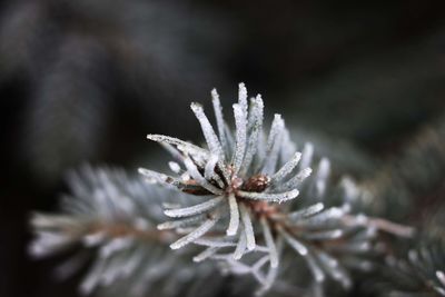 Close-up of frozen plant