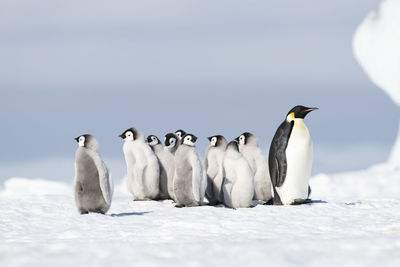 Flock of birds on snow