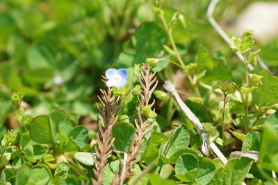 Close-up of flowering plant on field