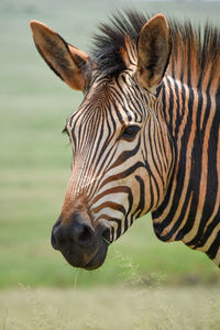 Close-up of zebras drinking face in green grass