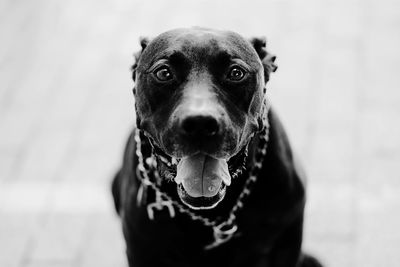 Close-up portrait of black dog sticking out tongue at home