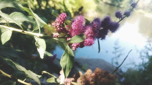 Close-up of pink flowering plant