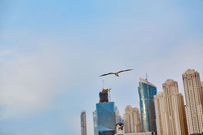 A seagull flies against the blue sky and skyscrapers of dubai marina city, travel