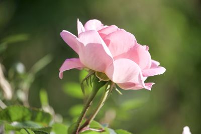 Close-up of pink rose