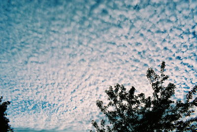 Close-up of bird against sky