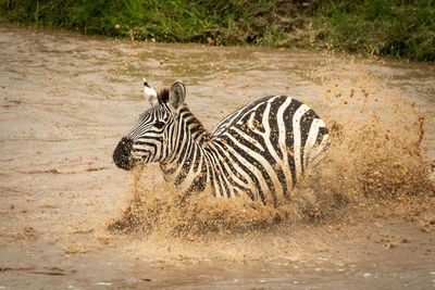 Plains zebra struggles across river with spray