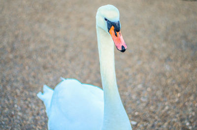 High angle view of swan