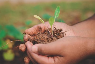 Close-up of hand holding plant