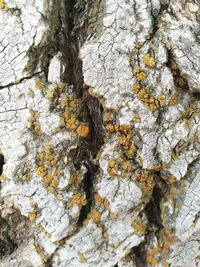 Full frame shot of tree trunk