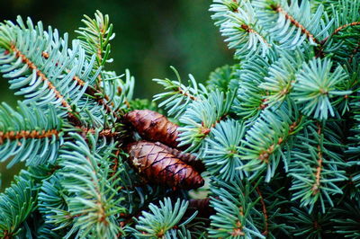 Close-up of pine cones on tree