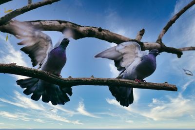 Low angle view of birds perching on branch