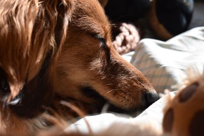 Close-up of dog sleeping at home