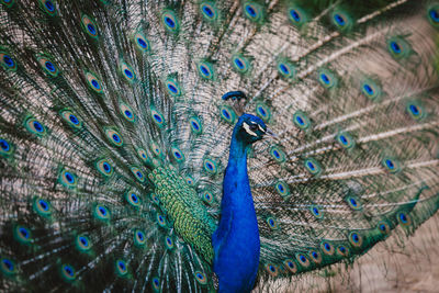 Close-up of peacock