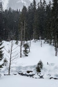 Trees on snow covered field during winter