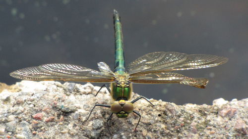 Close-up of insect