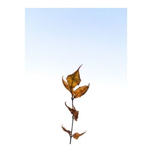 Low angle view of plant against white background