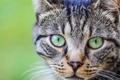 Close-up portrait of tabby cat