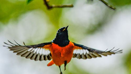 Close-up of bird perching on branch