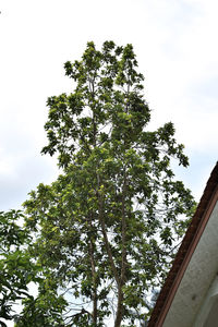 Low angle view of tree against sky