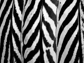 Full frame shot of zebra