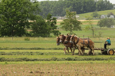 Horses in a field