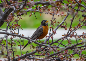 Bird perching on branch