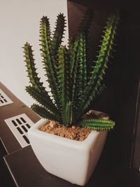 Close-up of potted cactus plant