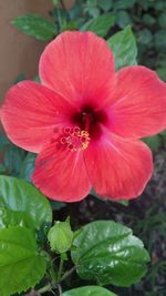 Close-up of red flower