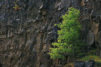 Low angle view of plants growing on rock