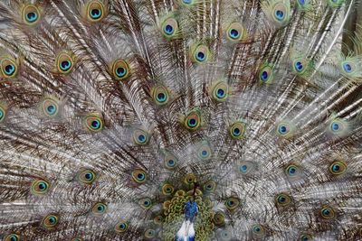 Close-up of peacock