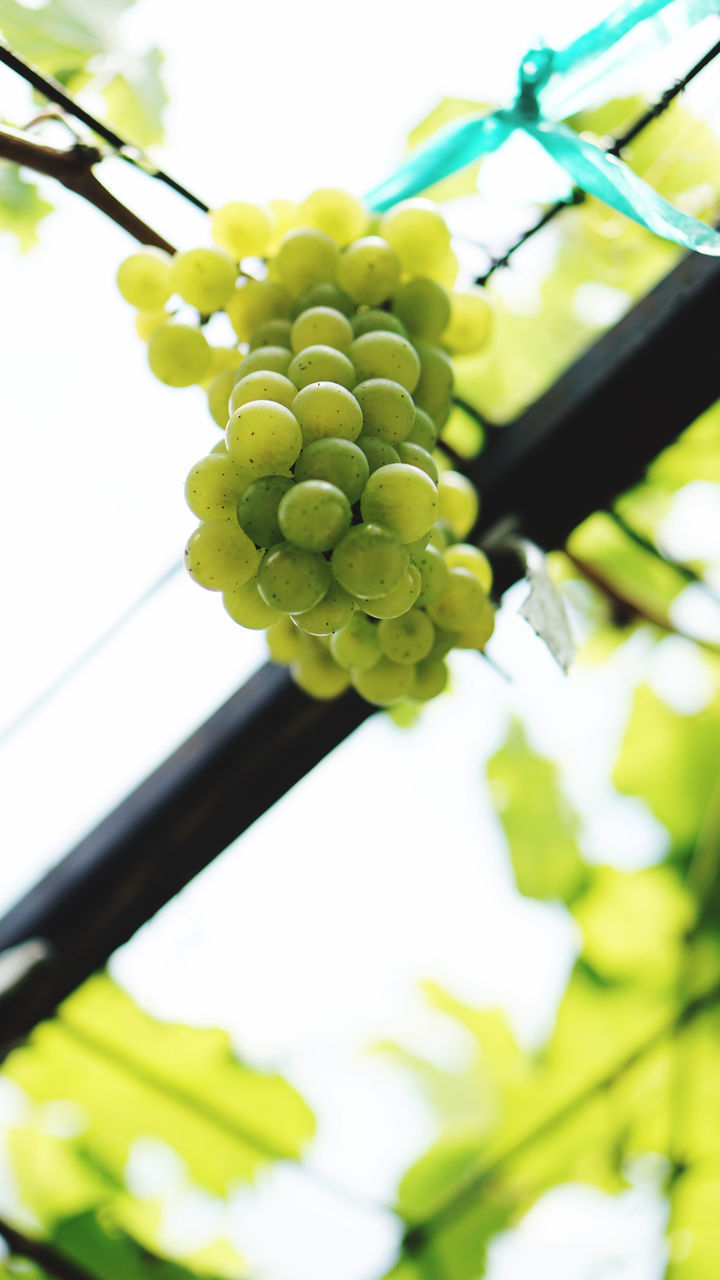 CLOSE-UP OF GRAPES ON PLANT