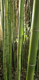 Full frame shot of bamboo plants on field