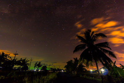 Trees against sky at night