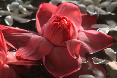 Close-up of pink lotus water lily blooming in pond