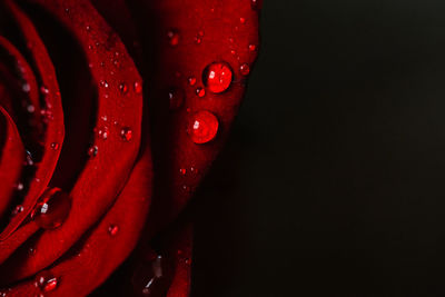 Close-up of water drops on red leaf against black background