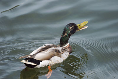 Close-up of mallard duck swimming in lake