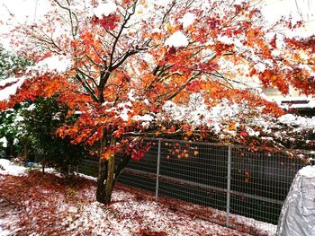 Trees against sky during autumn