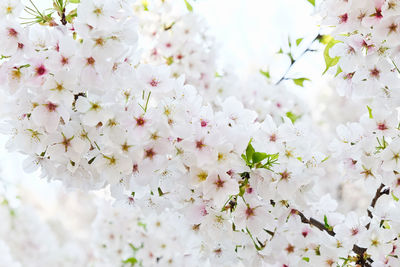 Close-up of white flowers on tree