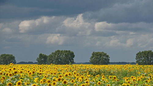 Yellow flowers growing in field