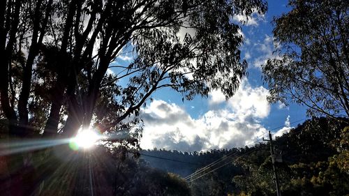 Sun shining through trees